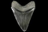 Serrated, Fossil Megalodon Tooth - Monster Meg Tooth! #142362-2